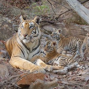 Photo Tigres