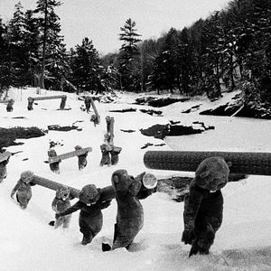 Photo Hundreds Of Beavers