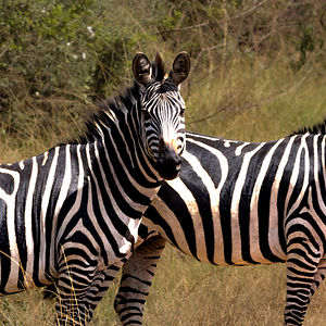 Photo Escape from Extinction Rewilding