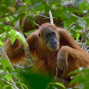 Photo La Vie Secrète des Orangs-Outans