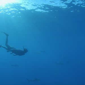 Photo Le Royaume des requins