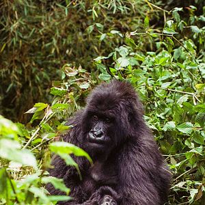 Photo Altaïr Conférences - Rwanda le paradis retrouvé