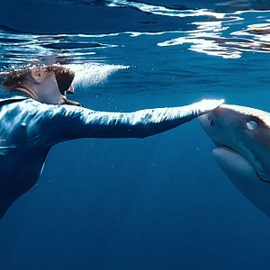 Photo En paix avec les requins