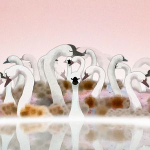 Photo Le Cygne et l'enfant