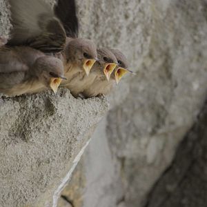 Photo Le Temps des animaux
