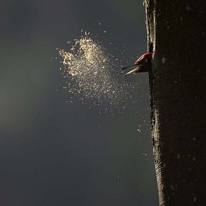 Photo Le Chant des forêts