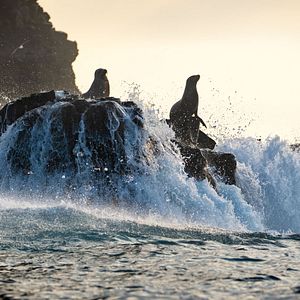 Photo Otaries des Galápagos