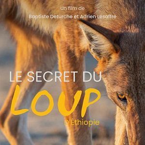 Photo Le Secret du Loup d’Éthiopie