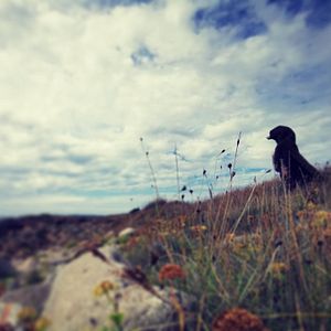 Photo Le Bonheur est une bête sauvage