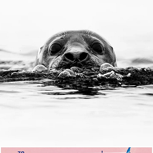 Photo Trésors de l’Arctique : Entre Terre et Mer – Festival du Cinéma Nature et Environnement  2024