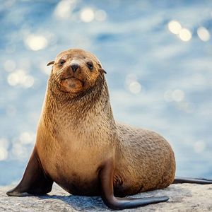 Photo La Vie secrète des animaux