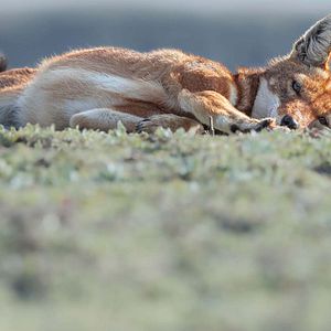 Photo Le Secret du Loup d’Éthiopie