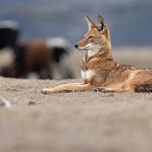 Photo Le Secret du Loup d’Éthiopie