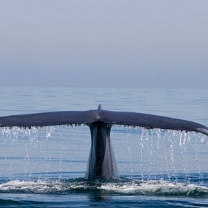Photo Les baleines bleues : le retour des géants