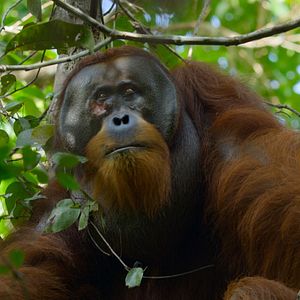 Photo La Vie Secrète des Orangs-Outans