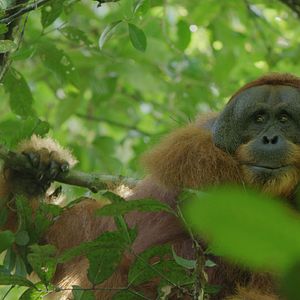 Photo La Vie Secrète des Orangs-Outans