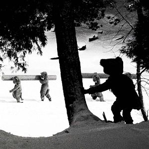 Photo Hundreds Of Beavers