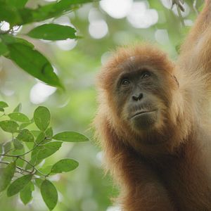 Photo La Vie Secrète des Orangs-Outans