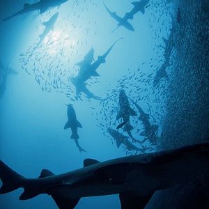 Photo Le Royaume des requins