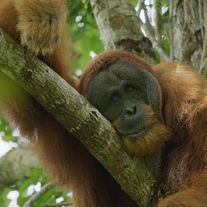 Photo La Vie Secrète des Orangs-Outans
