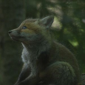 Photo Le Temps des animaux