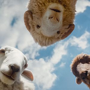 Photo Les Moutons Détectives