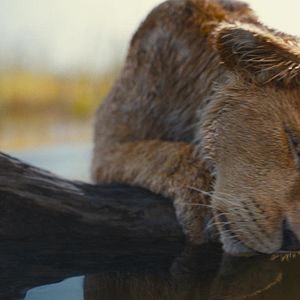 Photo Mufasa : Le Roi Lion