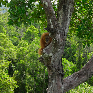 Photo La Vie Secrète des Orangs-Outans