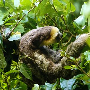 Photo Guyane, une pépite en Amazonie