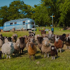 Photo Les Moutons Détectives