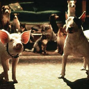 Photo Babe, le cochon dans la ville