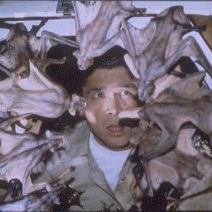 Photo La Nuit des chauves-souris