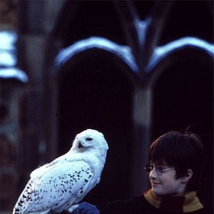 Photo Harry Potter à l'école des sorciers