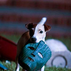 Photo Lawrence Guterman