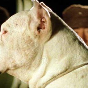 Photo Bombon el perro