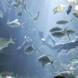 Photo Surface (2005)