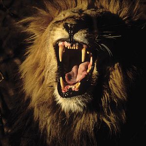 Photo Tim Liversedge