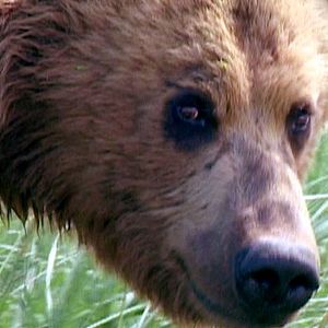 Photo Grizzly Man