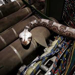 Photo Des serpents dans l'avion