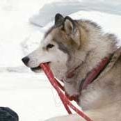 Photo Bruce Greenwood