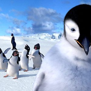 Photo Happy Feet