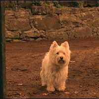 Photo The Adventures Of Greyfriars Bobby