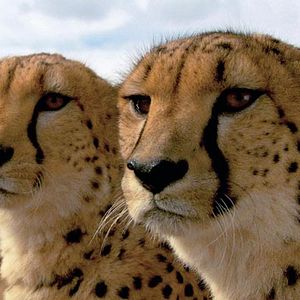 Photo Mario Andreacchio