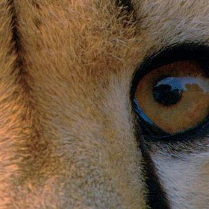 Photo Mario Andreacchio