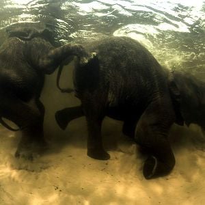 Photo Alastair Fothergill