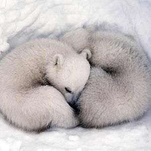 Photo Alastair Fothergill