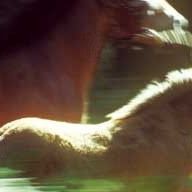 Photo Olivier Ringer