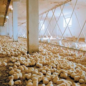 We Feed the World le marché de la faim Film documentaire 2005