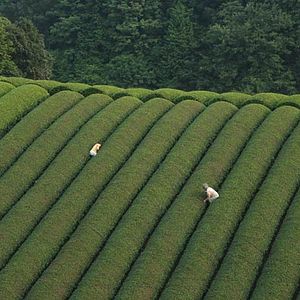 Photo Machiko Ono