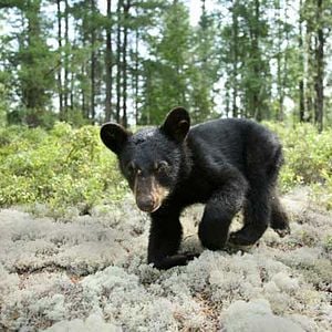 Photo Mèche Blanche, les aventures du petit castor